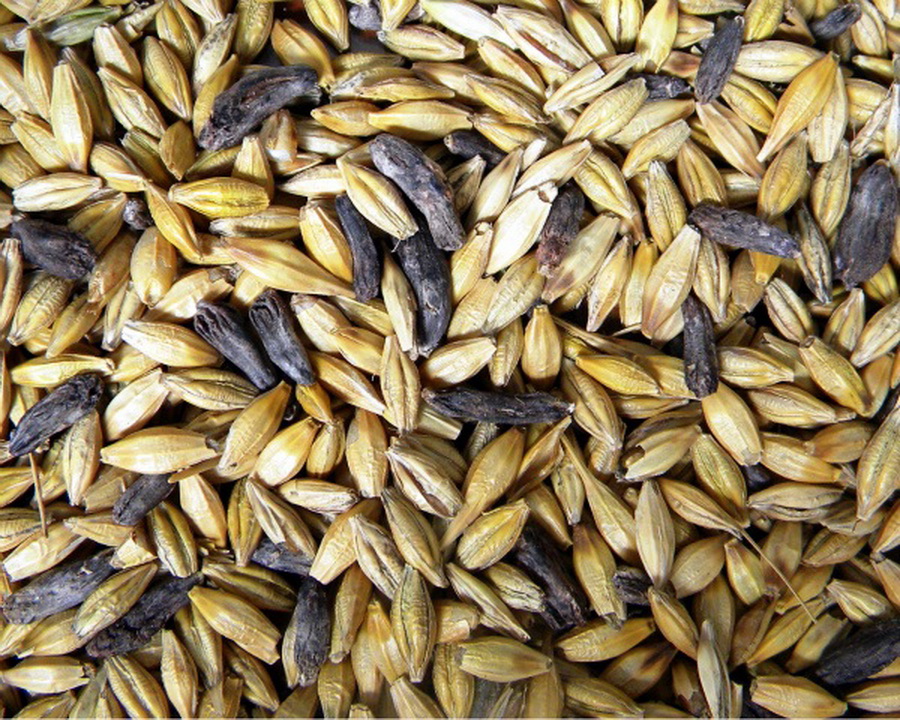 Самые опасные болезни зерна в Казахстане