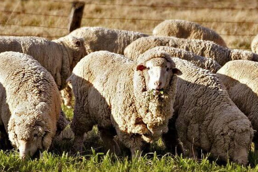 Поддержать разведение мериносовых овец просят павлодарские фермеры