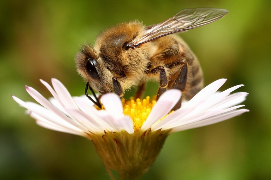 Глава союза пчеловодов призвал создать 100 тыс. новых рабочих мест в отрасли