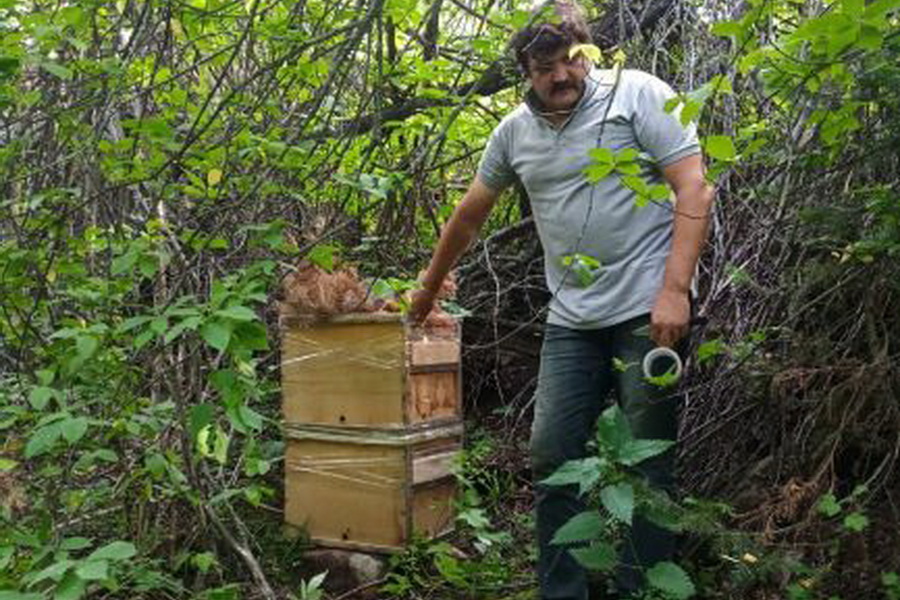 Отдел пчеловодства создан в НАНОЦ
