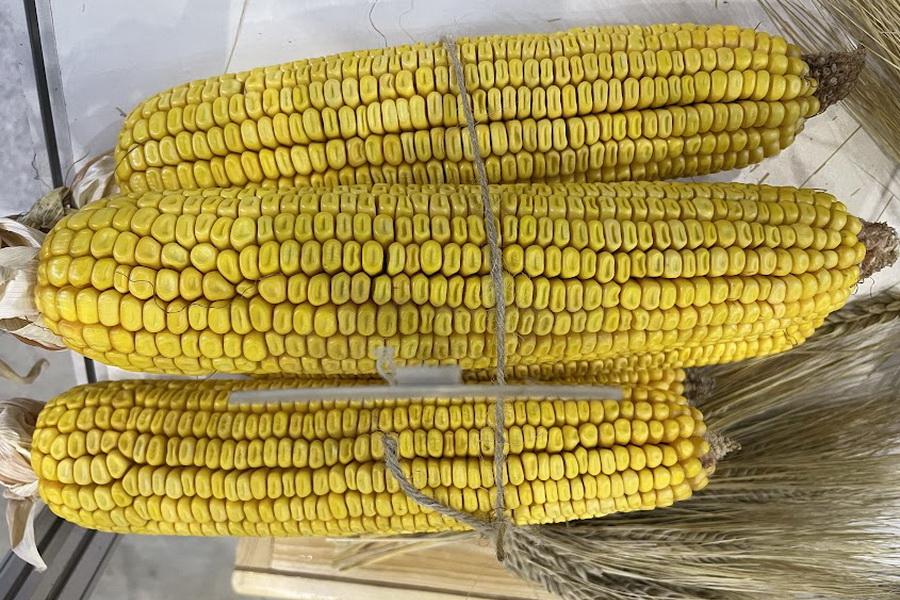 В Жетысу решили вопрос сбыта кукурузы