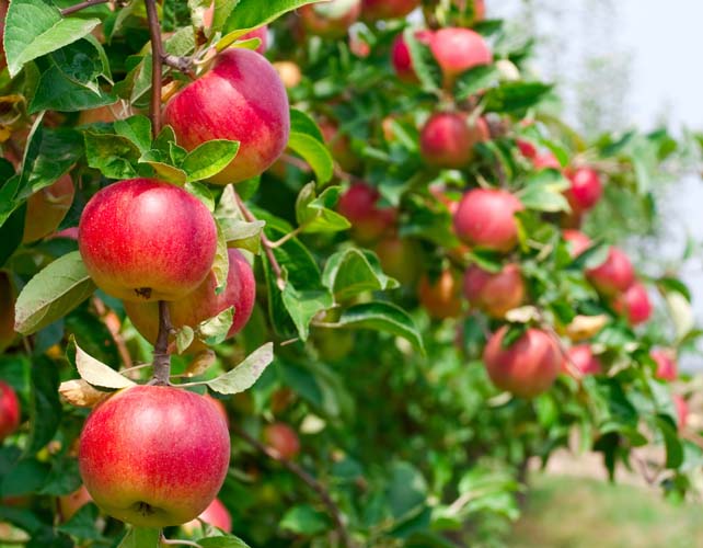 В республике станет больше яблочных садов на 2 тыс. га