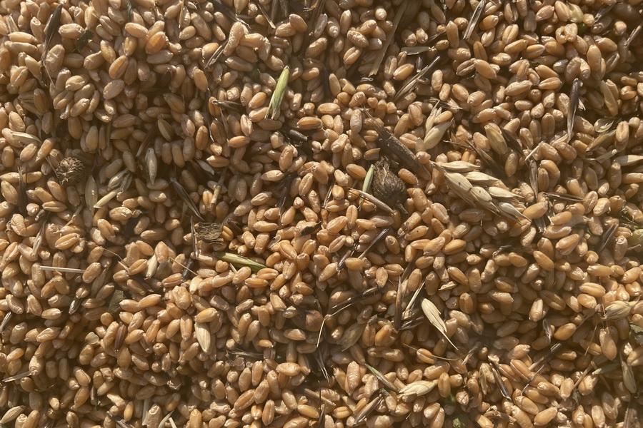 Казахстанская пшеница подорожала до 140 тыс. тенге/тонна