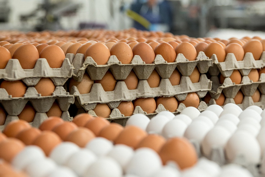 В Казахстан не пустили 36 тыс. яиц из России