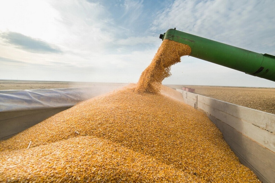 Казахстан сможет экспортировать лишь 6,1 млн тонн пшеницы