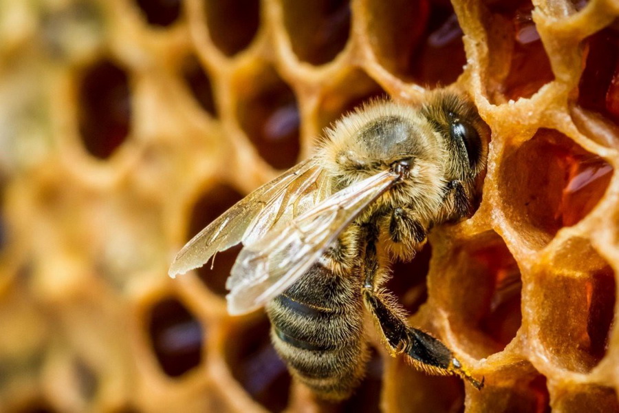 Пчеловодам расскажут, как производить 