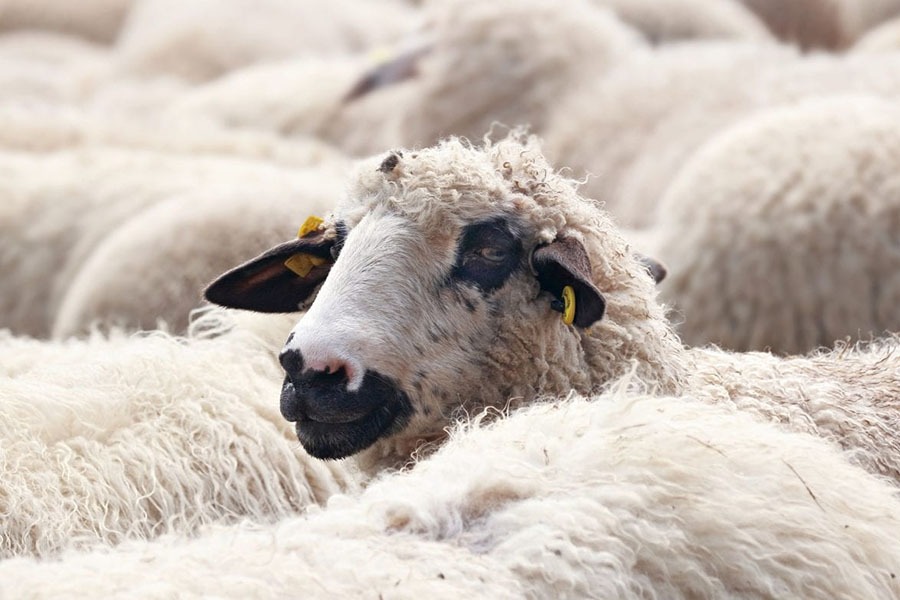 В Казахстане квотируют вывоз овец