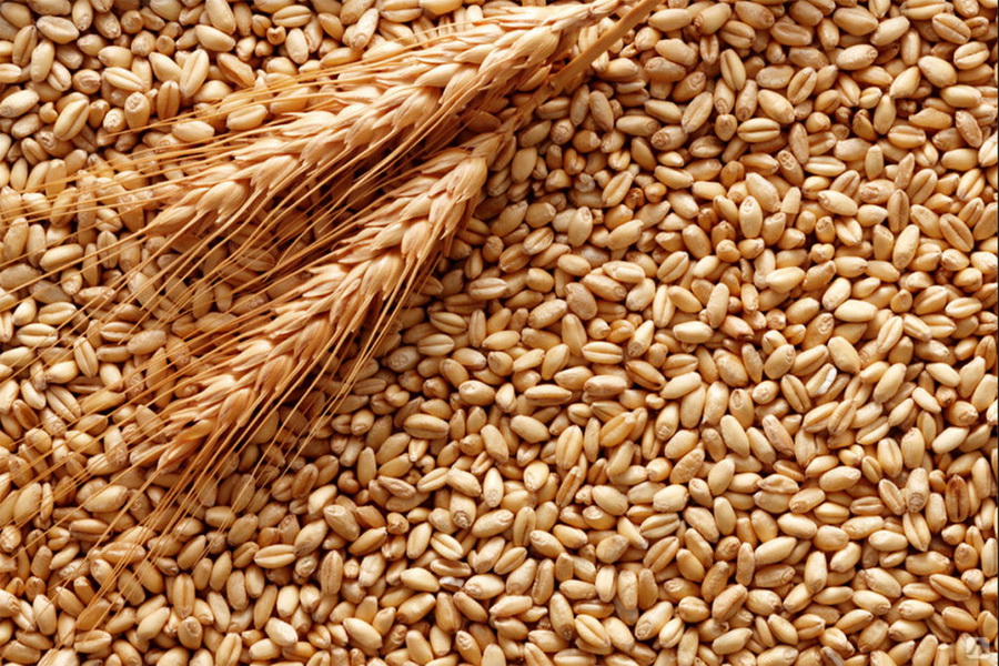 Запасы зерна в РК на начало ноября составили 14,3 млн тонн