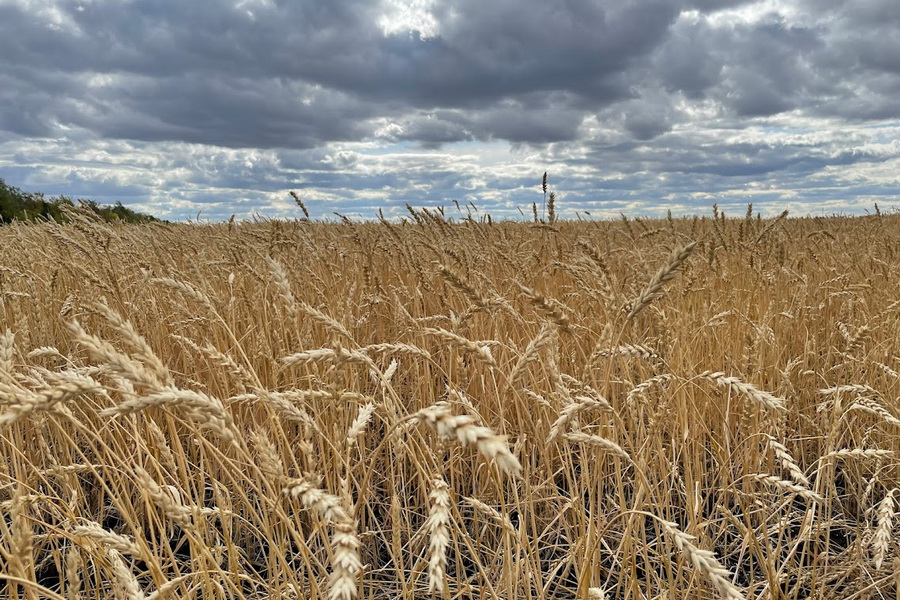 США исключили отмену санкций в обмен на вывоз зерна из Украины
