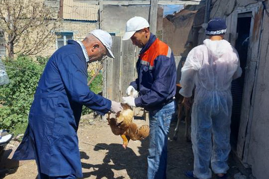 Атырау облысында құс тұмауына қарсы жаппай вакцинация жүргізілуде