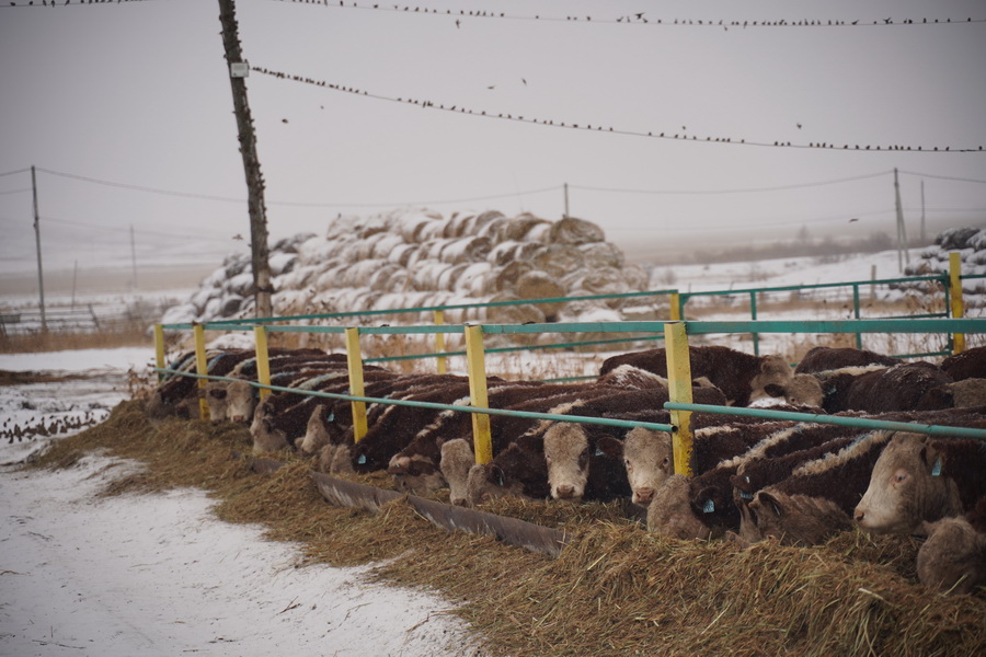 Продажи племенного скота в Казахстане упали в три раза