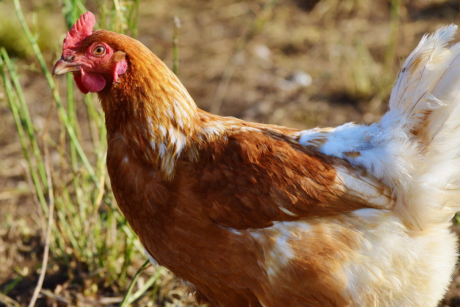 Все поголовье птицы в селе СКО уничтожат из-за птичьего гриппа