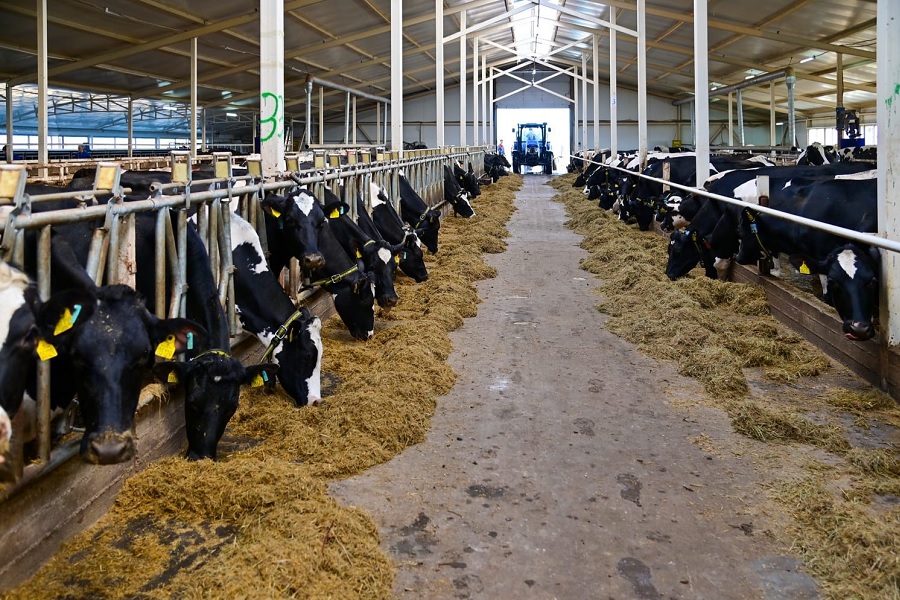 В СКО введена новая молочная ферма стоимостью 1 млрд тенге
