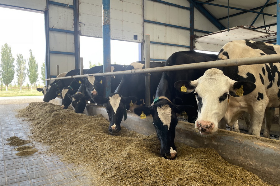 Почему красивая корова дает больше молока. АгроКараван Молоко 2022, День 6