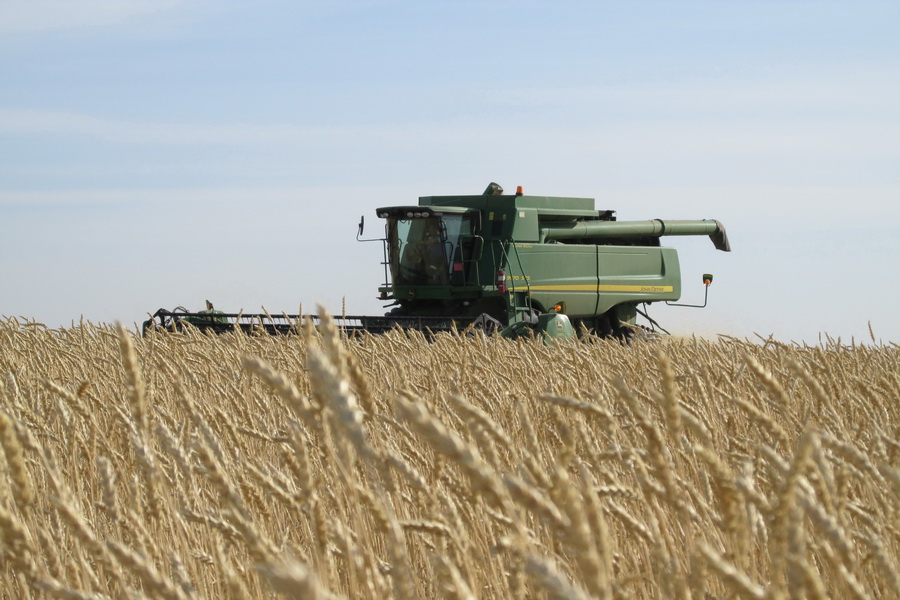 Цены на пшеницу в Казахстане достигли 167 тыс. тенге/тонна