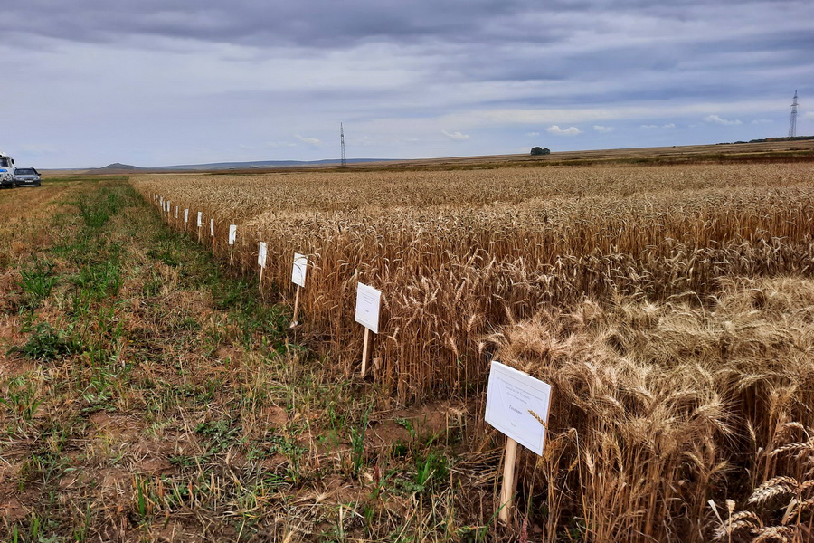Карагандинский сорт пшеницы показал урожайность выше 19 ц/га