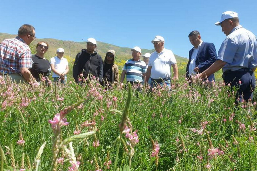 В Казахстане проведут Дни поля в рамках борьбы с опустыниванием 