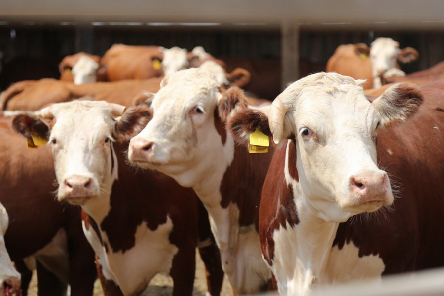 В РК предложили изменить правила субсидирования животноводства