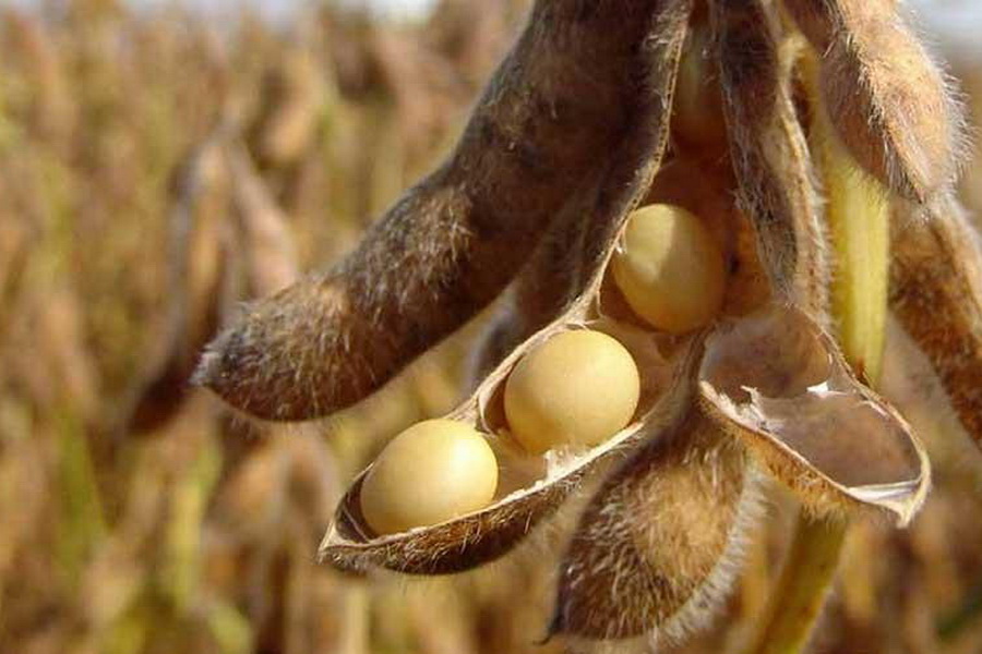 В Байсерке агро получили урожай кукурузы и сои в 3 - 4 раза выше среднего по стране