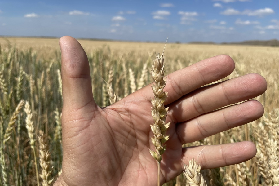 Биржевая цена пшеницы в РК превысила 126 тыс. тенге