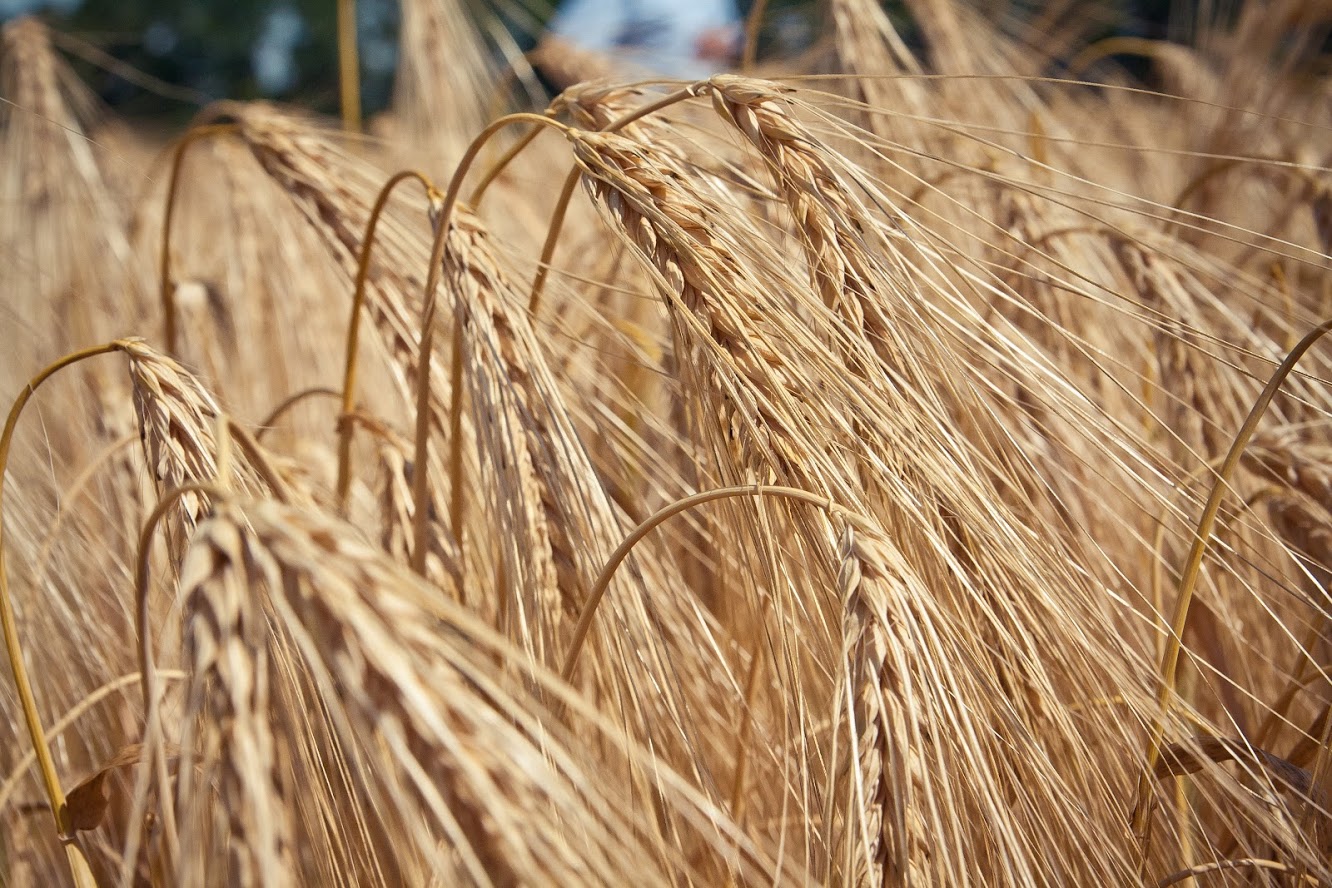 ТОП-16 стран-производителей пшеницы