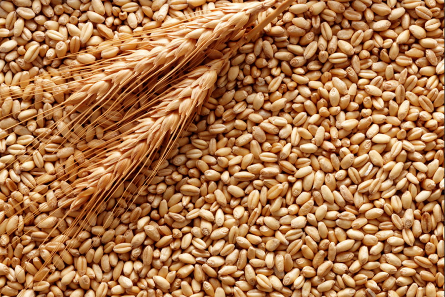 РФ может потерять лидерство на мировом рынке пшеницы