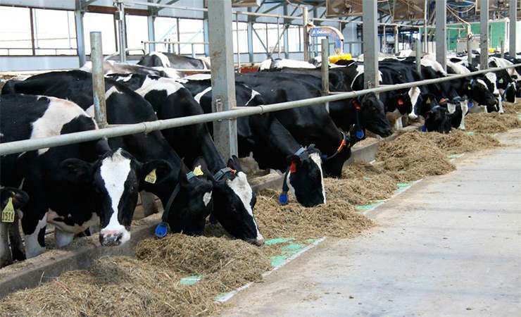 В 2020 г. планируется построить 55 молочно-товарных ферм – Минсельхоз