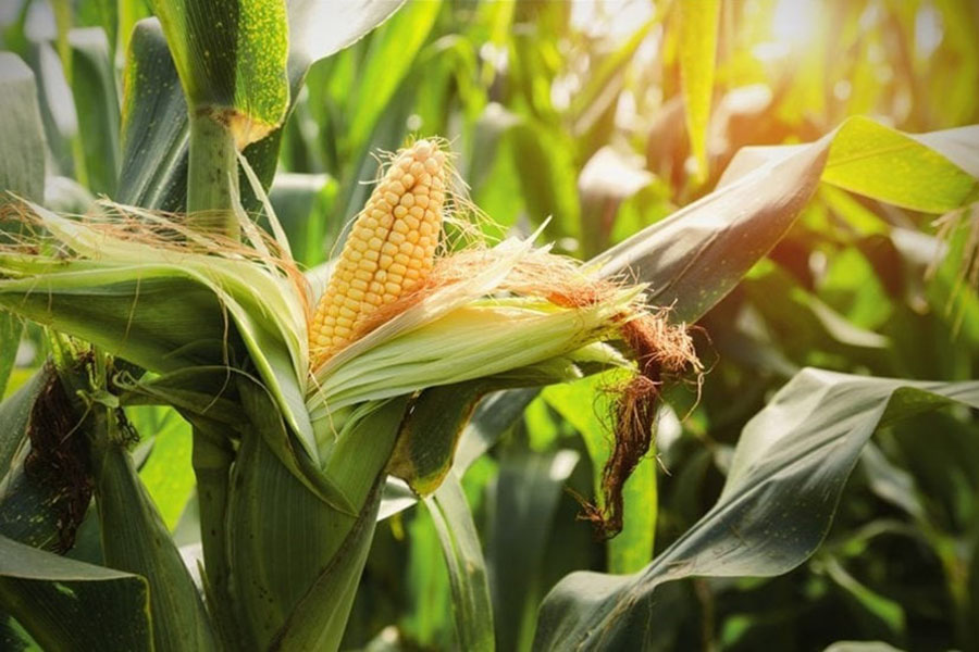 Как вырастить кукурузу по канадским и американским технологиям