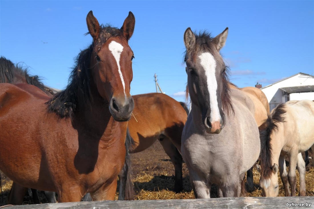 Убыль поголовья лошадей за январь-февраль 2020 г. составила 36,8 тыс. голов