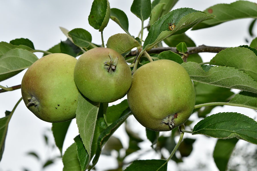 Зачем Минсельхозу дорогие яблоки