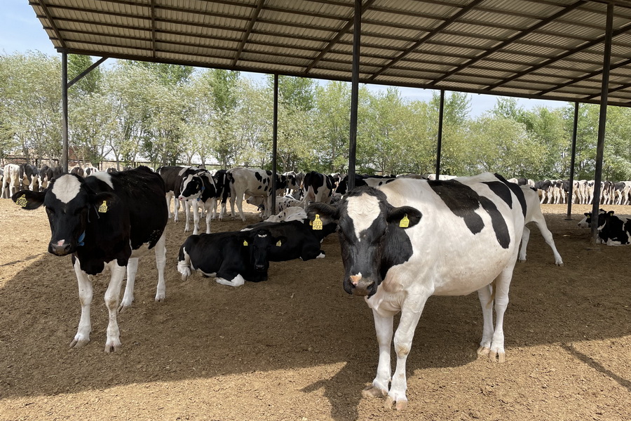 Молочная ферма «РЗА» планирует удвоить поголовье