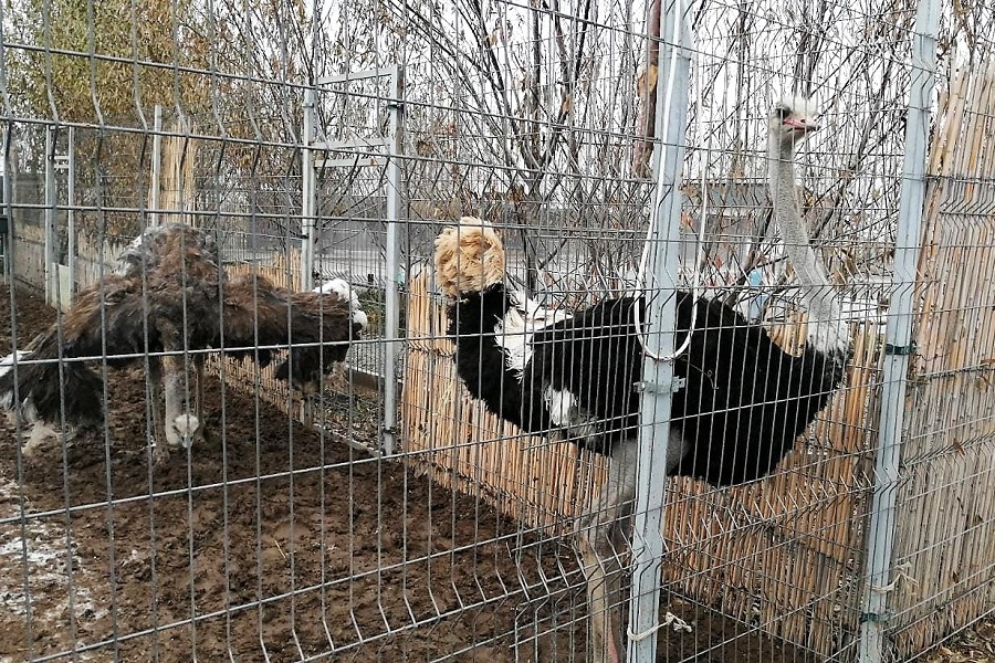 В Кызылординской области открыли страусиную ферму