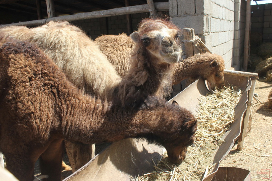 В Туркестанской области наращивают производство верблюжьего молока
