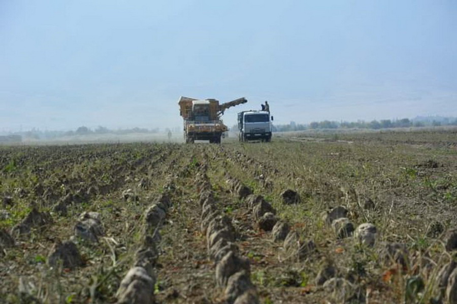 Из-за отсутствия полива в Жамбылской области погибли посевы свеклы