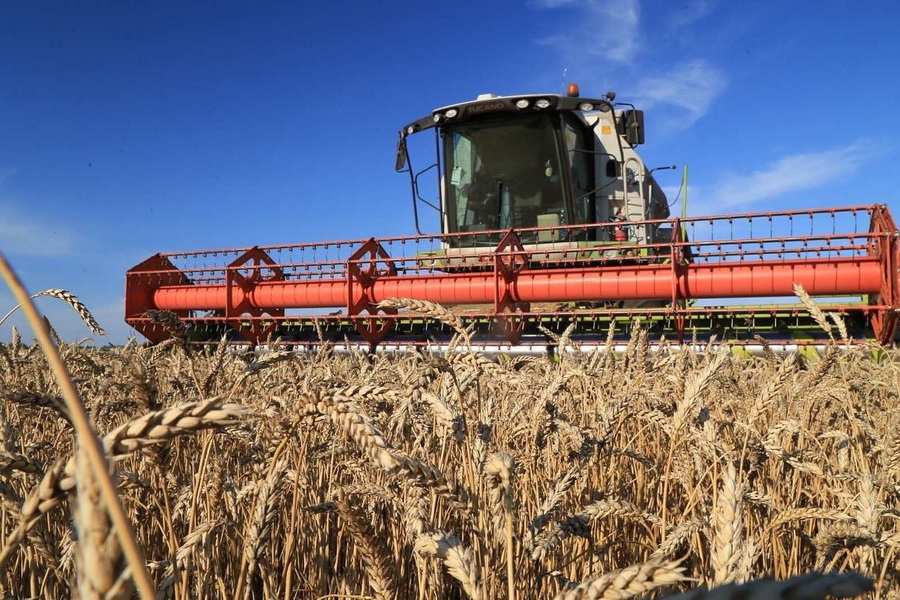 В РК намолочено 15,9 млн тонн зерна: уборка продолжается