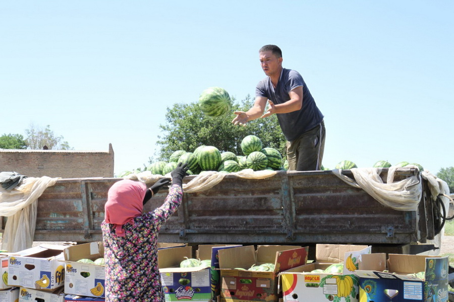 Түркістандық аграршылар  биылғы жаңа маусымда ТМД-ға мыңдаған тонна қарбыз экспорттады