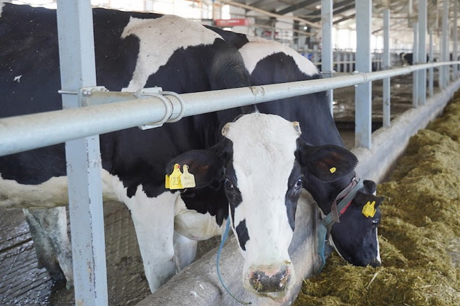 Сохранить субсидии на производство молока просят производители
