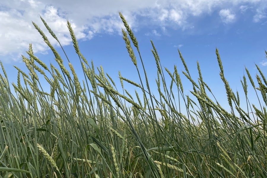 Яровой злак 4 буквы сканворд. Растениево ДКАРТИНКА. Пшеница нового урожая на элеваторе фото.