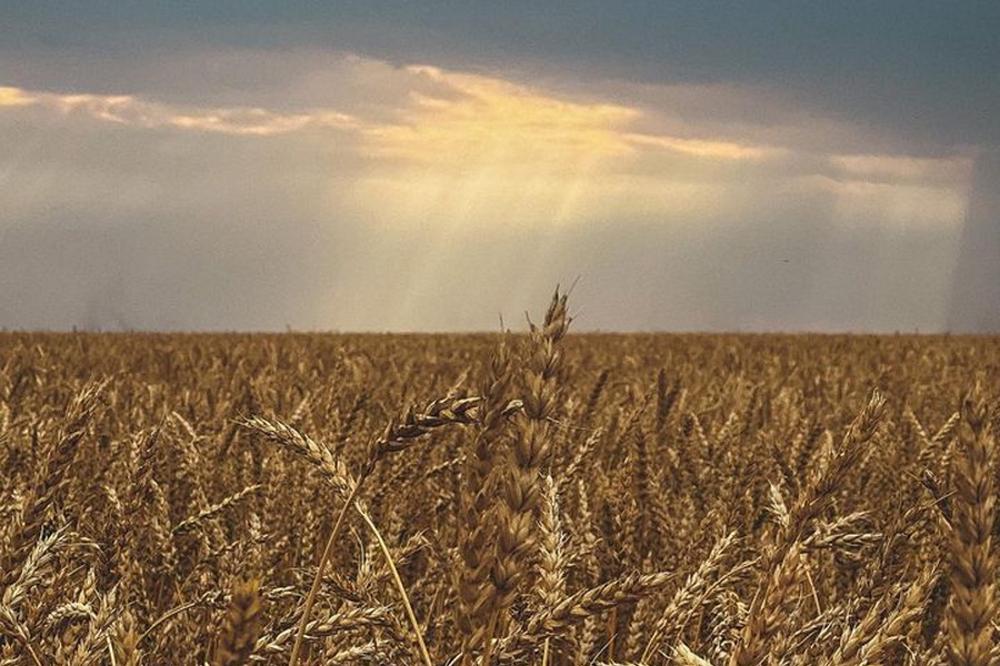 Пшеница с проростом выше 20% не находит сбыта в Казахстане