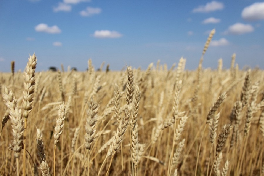 Пшеничные поля