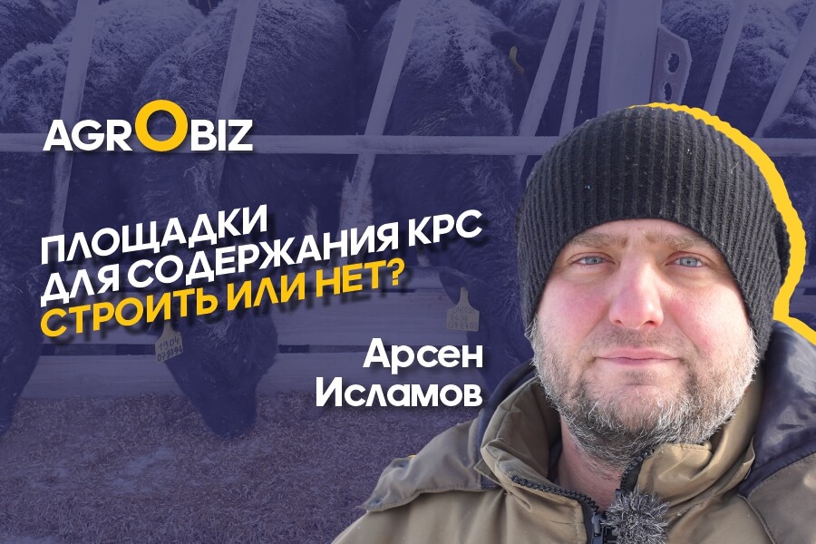 Открытое содержание Ангусов в Казахстане: корма, защита от ветра и выгодная реализация КРС