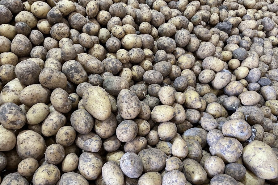 Пакистан поставит в Казахстан 120 тыс. тонн картофеля 