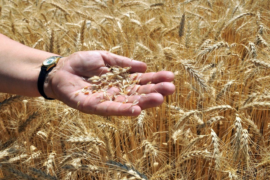 МСЗ повысил прогноз по экспорту казахстанской пшеницы