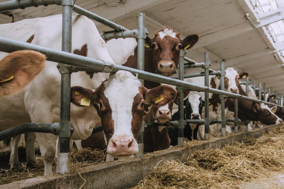 Пора прекратить субсидировать экспорт молочного сырья ― Кожевников