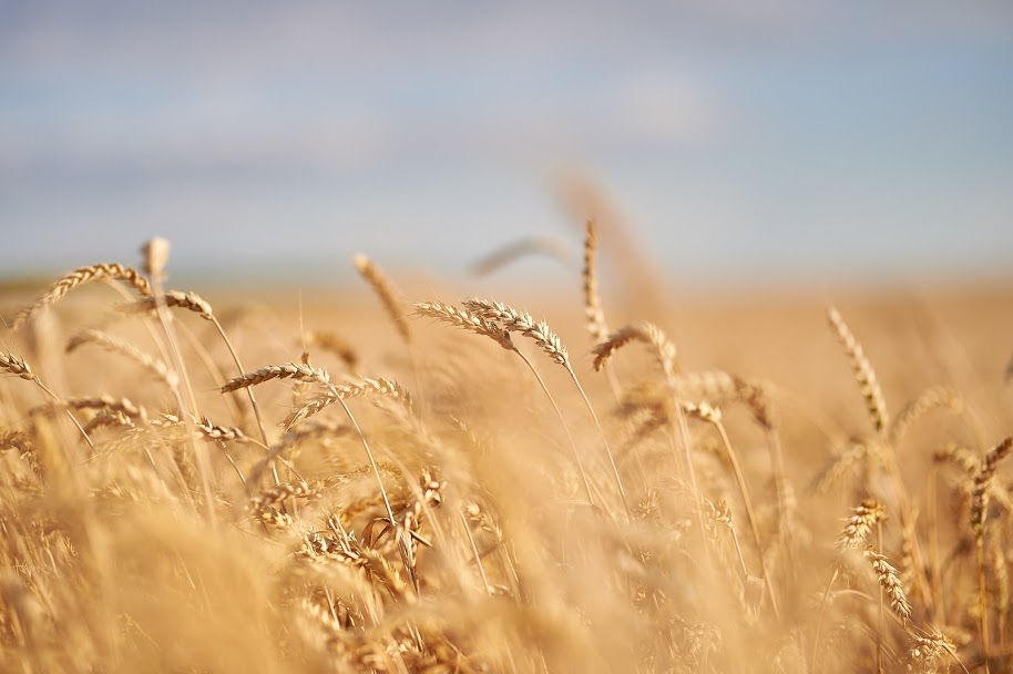 USDA снизило прогноз мирового производства и экспорта пшеницы