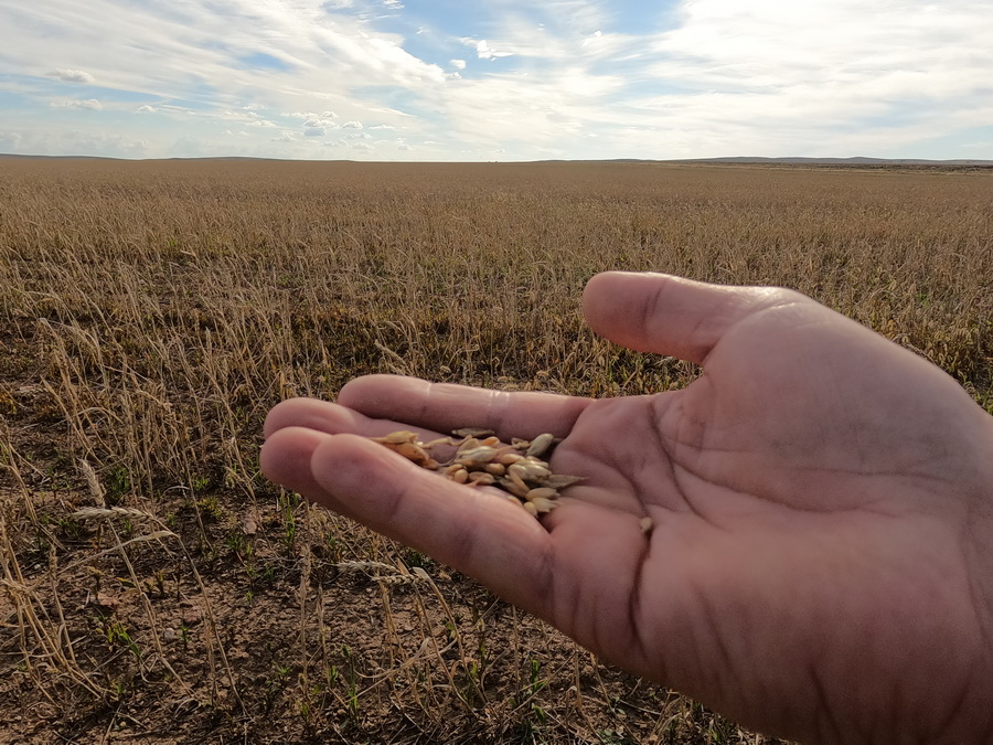 Казахстанская пшеница в Узбекистане подорожала до 110 тыс. тенге за тонну