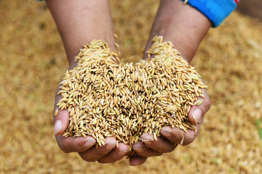 Почему Казахстан все сильнее зависит от импортных семян