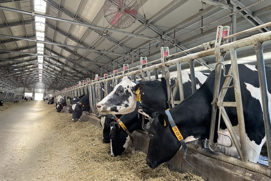 Крупнейшую молочную ферму строит ОХМК