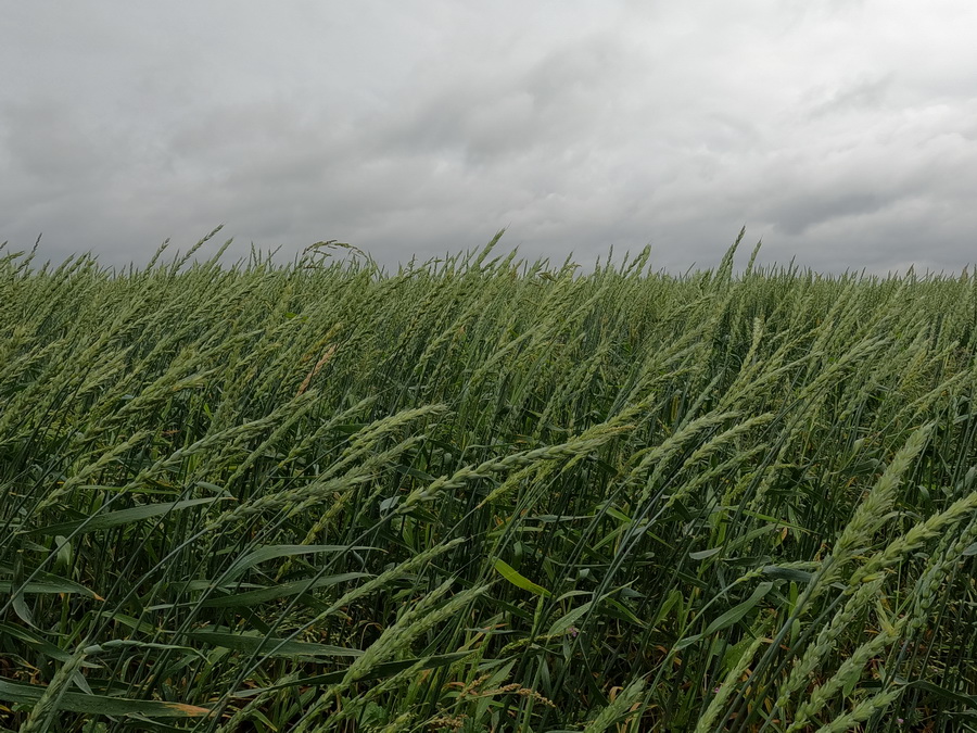 До какого уровня подешевеет пшеница в Казахстане