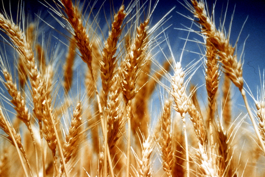 ФАО поможет в борьбе с пшеничной ржавчиной
